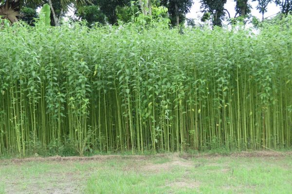 Jute_Field_Bangladesh_(7749587518)