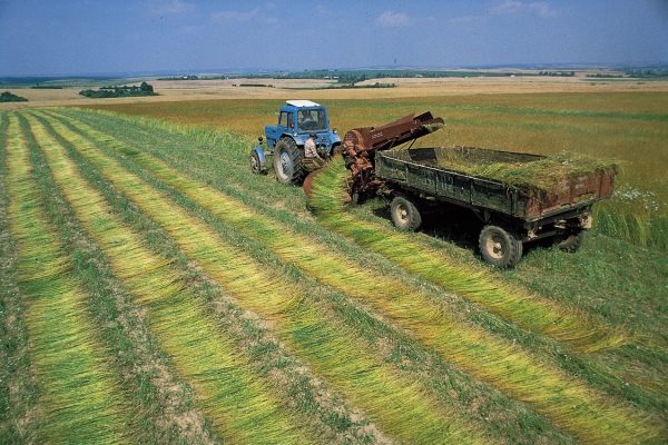 flax-Hrodna-Belarus