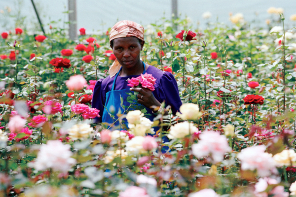 flower-worker-ethiopia-kenya