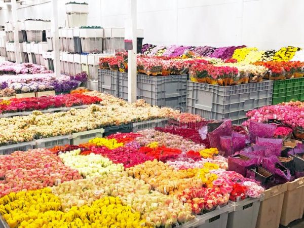 red-orange-yellow-pink-roses-other-flowers-plastic-boxes-transport-storage-sale-flower-shops-222962766